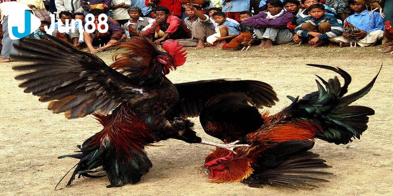 Chinh Phục Đá Gà cựa dao Đặt Cược Thông Minh Để Thắng Lớn 4 đá gà cựa dao