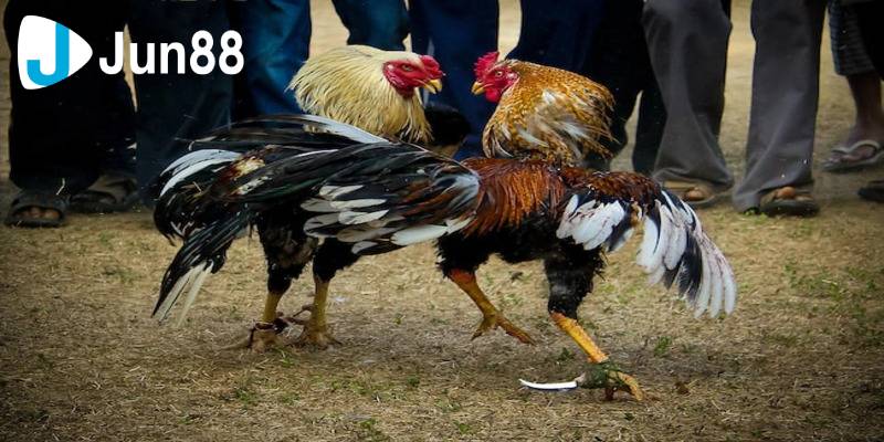 Chinh Phục Đá Gà cựa dao Đặt Cược Thông Minh Để Thắng Lớn 3 Da ga cua dao 2