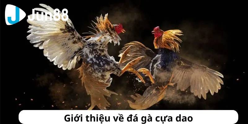 Chinh Phục Đá Gà cựa dao Đặt Cược Thông Minh Để Thắng Lớn 2 Da ga cua dao 3