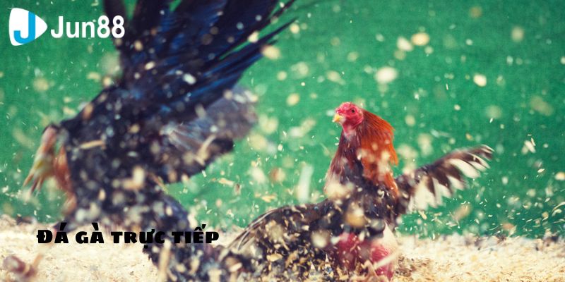 Truyền Thống Đá Gà Trực Tiếp Qua Các Thế Hệ 4 Đá gà trực tiếp giữa thời đại 4.0