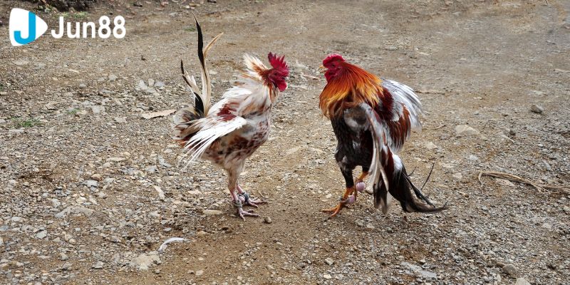 Truyền Thống Đá Gà Trực Tiếp Qua Các Thế Hệ 3 Văn hóa của bộ môn đá gà từ ngày xưa