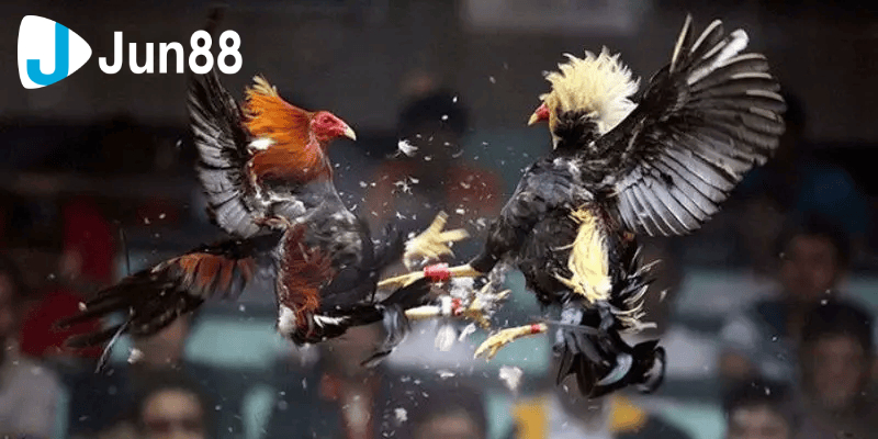 Đá Gà Tre Đam Mê Của Người Yêu Giống Gà Nhỏ Mà Có Võ 2 đá gà tre