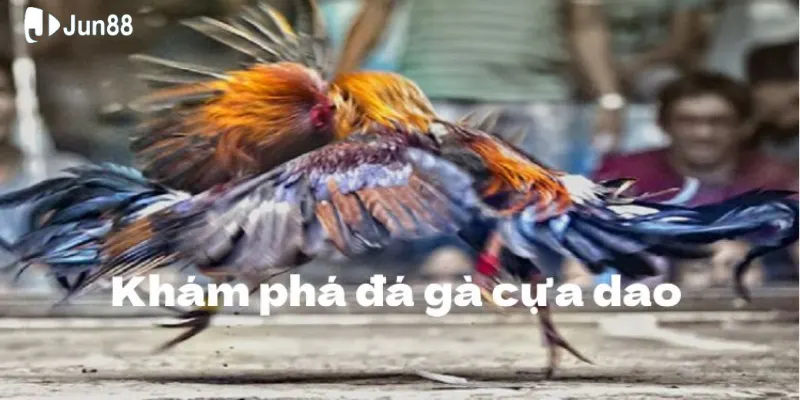 Đá gà cựa dao là gì? Vì sao nhiều người quan tâm như vậy? 4 Chia sẻ luật chơi đá gà