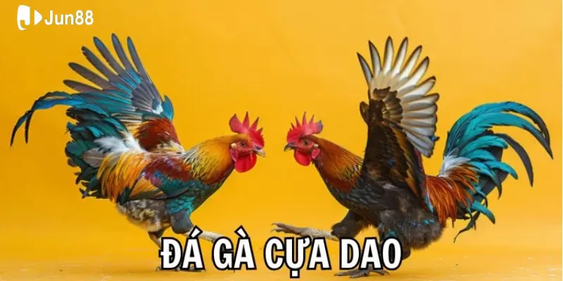 Đá gà cựa dao là gì? Vì sao nhiều người quan tâm như vậy? 2 Tìm hiểu đá gà cựa dao