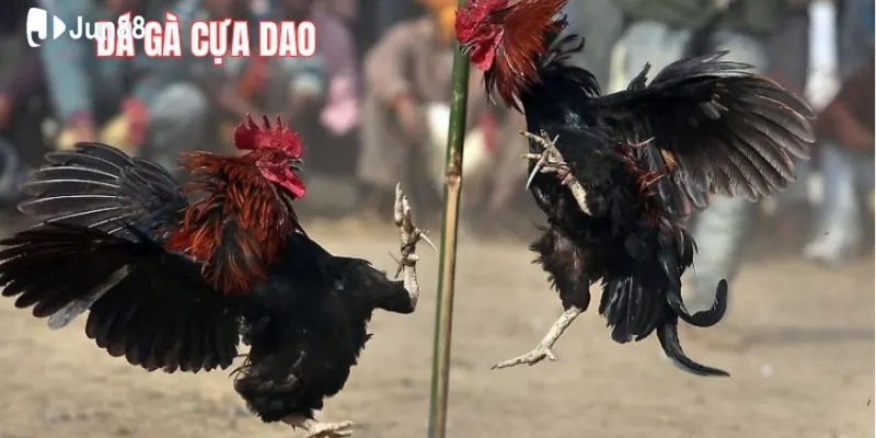 Đá gà cựa dao là gì? Vì sao nhiều người quan tâm như vậy? 3 Luật chơi đá gà
