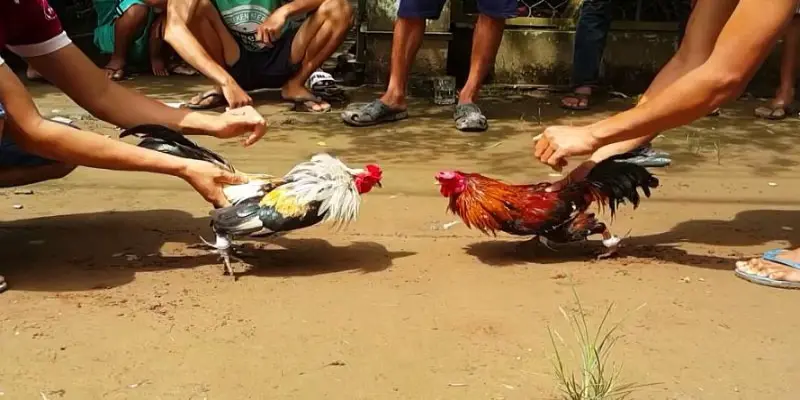 Đá Gà Trực Tiếp Campuchia: Trận Đấu Gay Cấn Sôi Động Top Đầu 3 Những ưu điểm nổi bật tại đá gà trực tiếp Campuchia