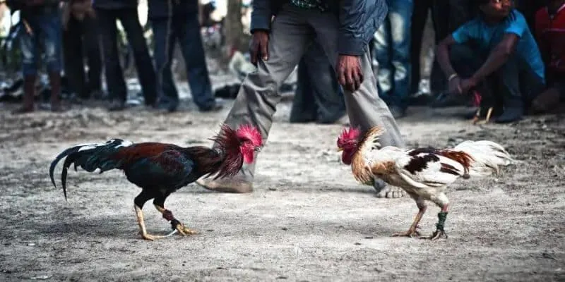 Cách đọc kèo đá gà – Bí quyết của cao thủ ít ai tiết lộ 2 Phân tích các hình thức kèo đá gà phổ biến